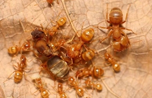 相似拟毛蚁蚂蚁队长宠物蚂蚁蚂蚁工坊黄金蚂蚁有分化