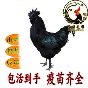 绿壳蛋鸡