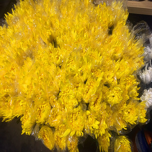 清明节扫墓用品鲜花批发昆明同城速递 白黄菊花一扎10支起批祭祀