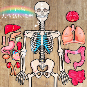 00pnatomy淘宝仿真人体全身小白骨骼模型骨架骷髅骨可拆卸教学医用