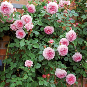 藤本月季大苗中苗贵族礼光爬藤植物拱门庭院地栽大花浓香蔷薇花苗