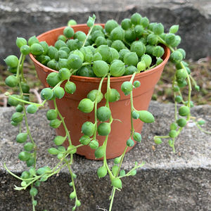 多肉植物圆佛珠包邮