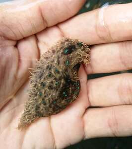 食藻海猪 蓝点海猪 海猪活体 吃红泥绿泥 海兔 海牛 海水观赏鱼