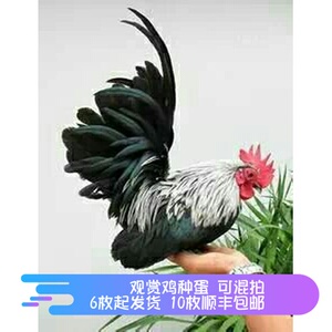 观赏鸡种蛋