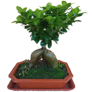 小型小叶榕树造型盆景盆栽室内风吹台湾气根客厅植物人参老桩