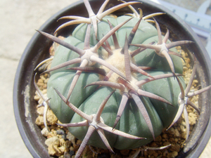 黑刺花王丸 选拔强刺 豪刺花王仙人球 日系实生 金琥属多肉植物