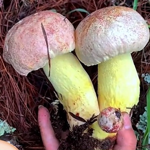 云南野生牛肝菌  白葱菌干货  孕妇干货煲汤很鲜美 值得拥有