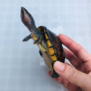 南部白唇泥龟精品苗cb现货头苗 蛋龟观赏龟活体宠物龟乌龟水龟