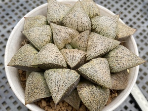 实生白银寿十二卷