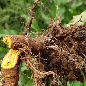 红丝酸模土大黄根金不换牛耳大黄羊蹄草血三七泡酒煲汤泡茶中药材