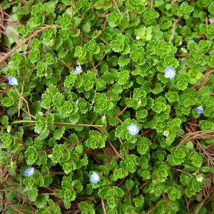 婆婆纳双肾草新鲜养生野菜男性泡酒泡茶庭院阳台楼顶农家中草药材