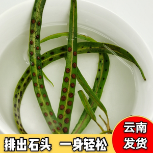 无效可退野老挝生排化石草非中药结石同长白山肾精草肾精茶250g