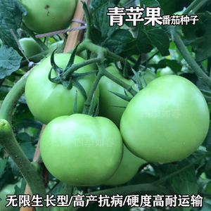 青苹果番茄种子 贼不偷西红柿子 绿皮肉甜好吃 农家特色品种菜籽