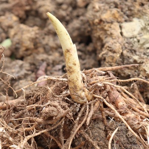 贵州阳荷种根 带箱1斤包邮 洋荷种苗.