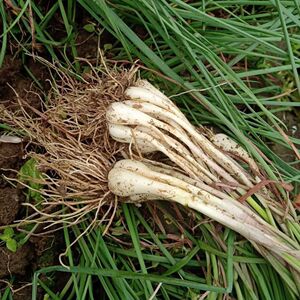 荞头新鲜5斤现挖无叶茭头生头藠头教头可腌制泡菜乔头农家自种