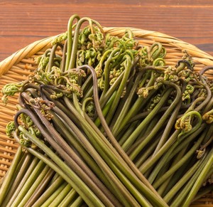 湖南特产新鲜蕨菜现摘现发农家贵州野生蕨菜拳头菜5斤包邮坏包赔