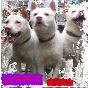 下司犬猎犬土狗下司犬纯种下司犬幼犬