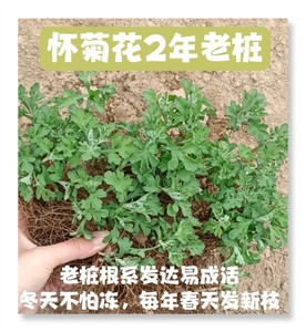 怀菊花苗怀庆府黄菊白菊花焦作云台山怀冰菊种苗盆栽焦作特产包邮