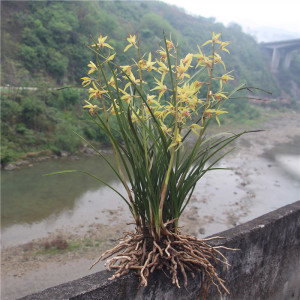 秦岭精品蕙兰春兰兰花苗盆栽兰花耐寒绿植带花苞盆景浓香型花卉