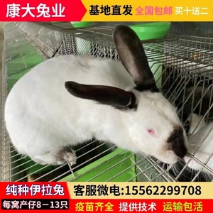 幼兔八点黑种兔纯种新西兰肉兔活体比利时兔子活物衣衣布舍1号19