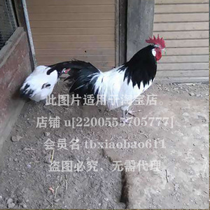 2两头乌东涛鸡福维克兰博基尼最黑乌鸡观赏鸡种蛋受精蛋可孵