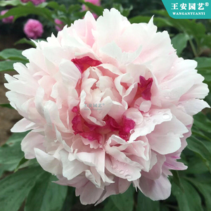 进口正宗多层重瓣粉池金鱼盆栽庭院花苗多年开花易活根块切花芍药