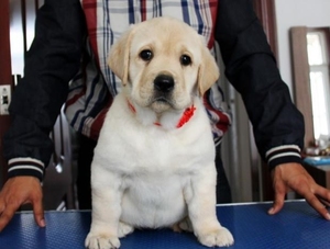 导盲犬训练