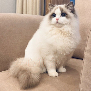 布偶猫幼猫成都产品的详细参数,实时报价,价格行情,优质批发/供应等