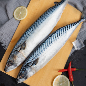 挪威青花鱼新鲜整条冷冻海鲜水产健身食材深海鱼鲭鱼400-500g2条