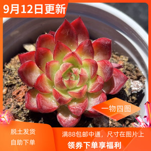 【暗纹系精品多肉植物】绿龙sp各种月影杂交一物一拍福利特价肉肉