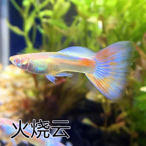火烧云孔雀鱼孕母临产特大纯种繁殖组观赏鱼苗子小型热带鱼包邮
