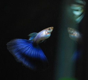 辛加蓝#拉珠利#蓝尾孔雀鱼热带鱼精品种鱼赛级大尾撑粗体蓝色