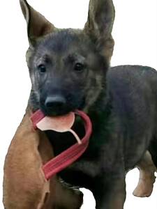 昆明犬幼犬活体巨型昆明犬大型看家护院狼狗幼崽昆明狼犬小狗