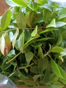 赣西深山纯野生现摘现发乌饭叶乌饭草黑饭叶新鲜乌米叶树乌米饭