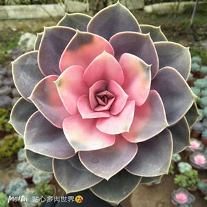 直播满29包邮紫珍珠多肉植物紫珍珠药锦多肉植物办公室美观防辐射