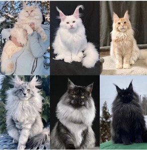 缅因猫幼猫纯种库恩猫烟灰纯白银虎斑异瞳大脚赛级