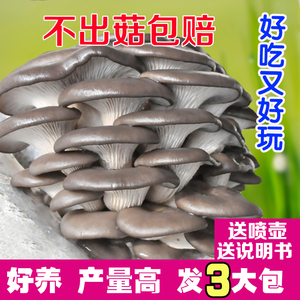 【大菌包发三包 】蘑菇菌包 家庭种植食用菌棒蘑菇种植包平菇菌种