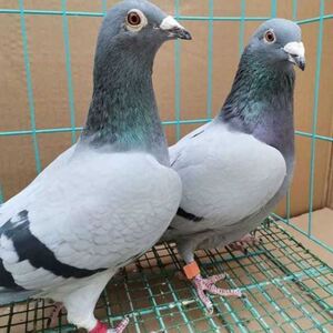 鸽子活物一对瓦灰肉鸽子青年鸽白鸽子种鸽幼鸽包公母包下蛋