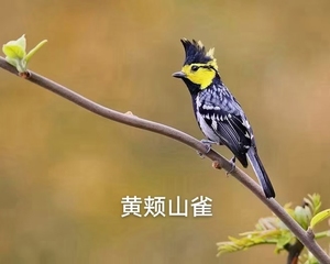 橙腹叶鹎鸟粮芙蓉鸟鸟粮白腹幽鹛粮虎头凤鸟粮各种活体鸟粮包邮