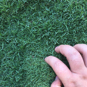 进口草坪种子 日本结缕草草籽 细叶结缕草种子 沟叶结缕草种子