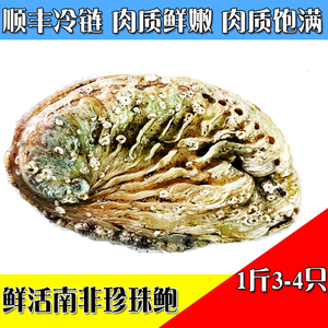 鲜活珍珠鲍活体南非鲍鱼海鲜水产三头一斤生鲜翡翠鲍黑金鲍大连鲍