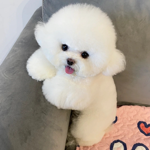 比熊幼犬纯种飞耳比熊犬家养小型犬可爱茶杯长不大宠物狗幼崽活物