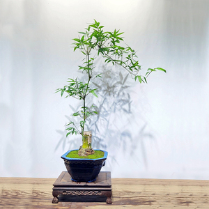 小叶簕竹室内小型勒竹盆栽庭院竹子盆景绿植四季长青好养名贵竹子