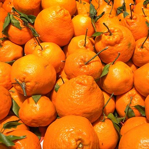 四川春见粑粑柑柑橘新鲜水果当季整箱10斤应季包邮丑八怪非粑粑柑