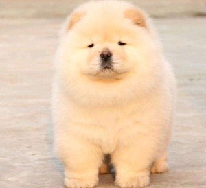 沈阳纯种松狮犬奶白色黑色松狮幼犬活体宠物狗大型肉嘴松狮狗