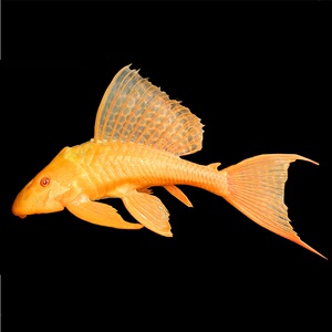 黄金红眼女王清道夫大帆女皇活体吃垃圾异型鱼热带观赏鱼