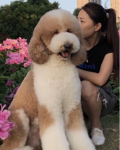 【巨型泰迪犬幼犬】巨型泰迪犬幼犬品牌,价格 - 阿里巴巴