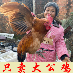 农家收购老公鸡 农家散养土鸡 粮食喂养苏北鸡现杀顺丰