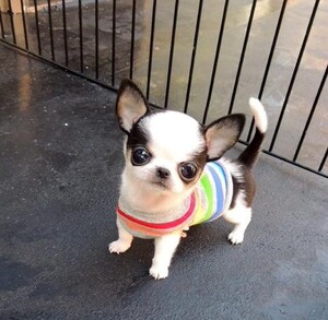 吉娃娃活体苹果