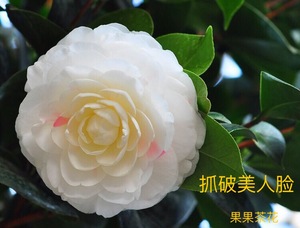 果果花卉茶花苗【抓破美人脸】山茶盆栽露天苗花卉庭院阳台浓香